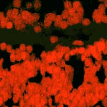 Pigment Red 23, CAS No. : 6471-49-4