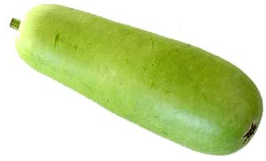 Bottle Gourd