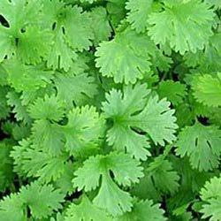 Fresh Coriander