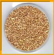 Wheat grain