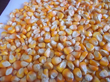 Yellow maize, Seed Type : Hybrid