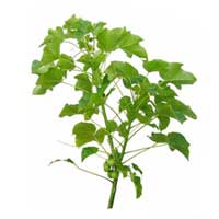 Jatropha Curcas