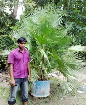 Acoelorrhaphe Wrighti,palm Trees, Color : Dark Green Multisizes