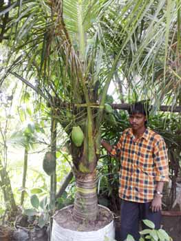 Dwarf Coconut Tree, Color : Green for Outdoor, Ornamental Purposes