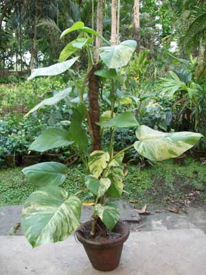 Epipremnum Aureum Ivy Large