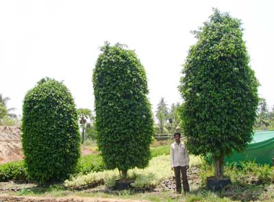 Ficus Black Exotic Ornamental Plants