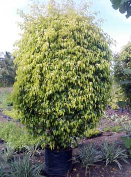 Ficus Pestige Ornamental Garden Plants, For Ayurvedic Medicine, Color : Green