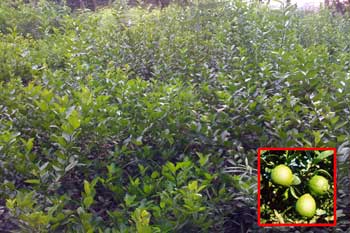 Tropical Fruit Plants