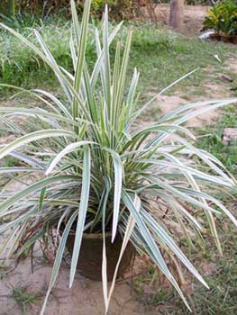 Ophiopogon Jaburana Varegated, Color : Green Large