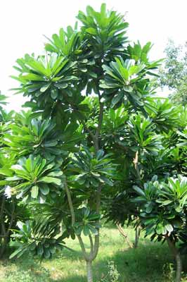 Plumeria, Color : Green