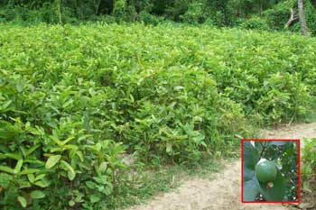 Psidium Guava Plant