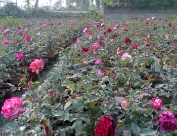 Rose Plants