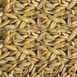 Barley