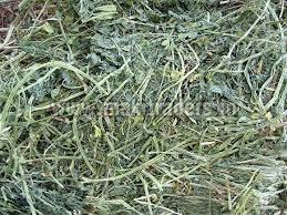Alfalfa Hay