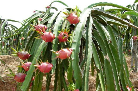 Dragon Fruit Plants