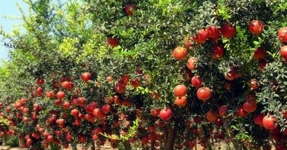 Pomegranate Plants