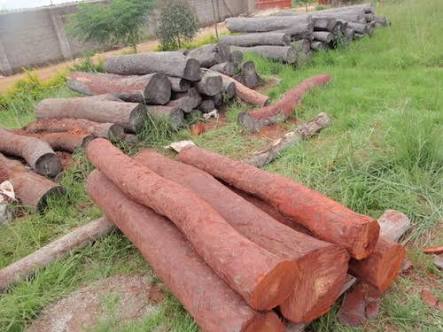 Red Sandalwood Logs