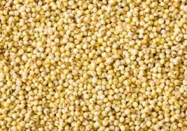 Foxtail Millet Seeds