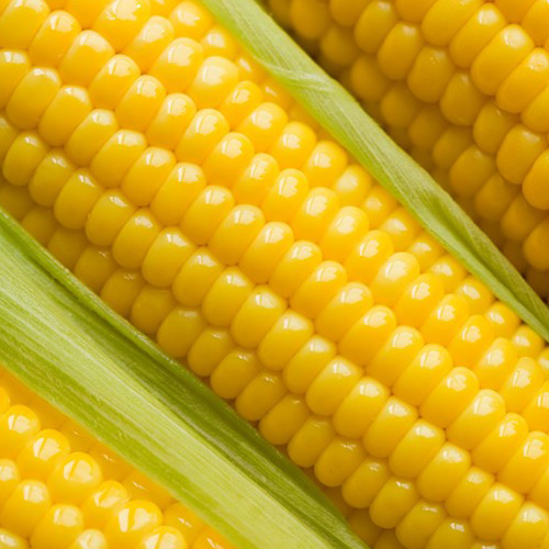 Maize