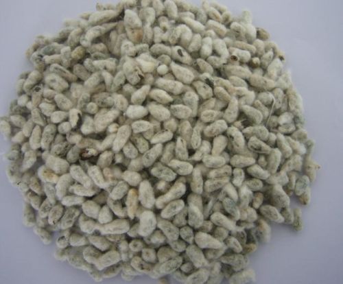 Organic Cotton Seeds, For Animal Feed, Oil Extraction