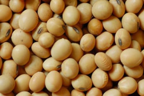 Organic Guar Gum Seeds, For Agriculture, Cooking, Style : Dried