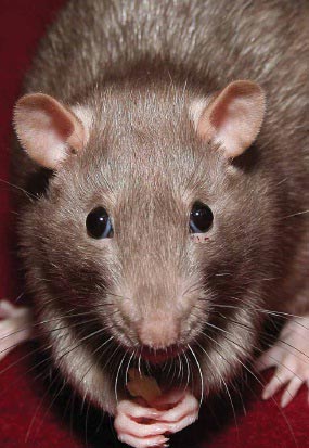 Rodent Control Services