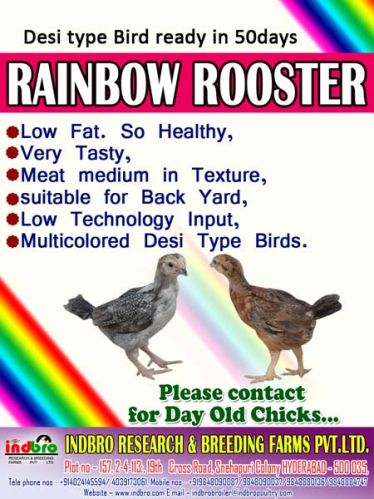 Indbro Rainbow Rooster