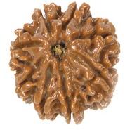 Aat Mukhi Rudraksha