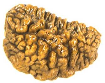 One Mukhi Rudraksha