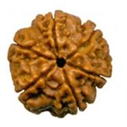 Six Mukhi Rudraksha