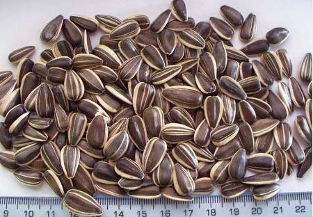 Sunflower seeds