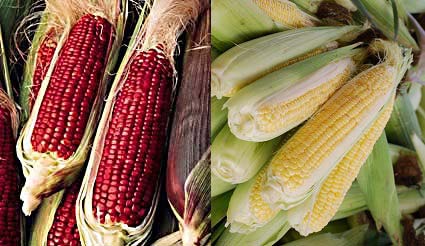 Yellow and Red Corn