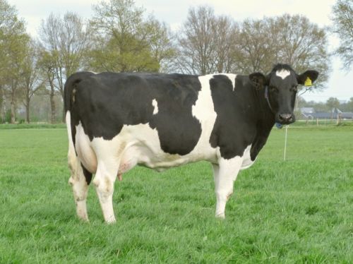 HF Cow