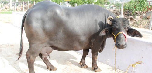 Murrah Buffalo