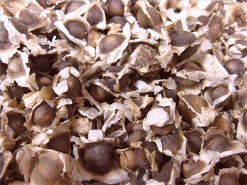 Moringa seeds, Packaging Size : 25Kg