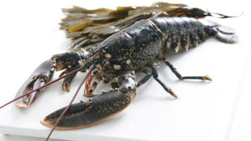 Frozen lobster