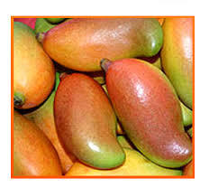 Totapuri Mango Pulp