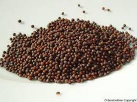 Mustard seeds, Quality Available : A Grade