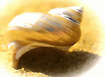 Pearl Gold Powder, For Paint Industry, Color, Purity : 98%