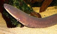 Eel Fish 12-36 Inches In Length, Weight : 0.5-2 Pounds
