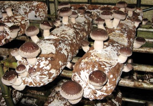 Shiitake Mushroom Spawn