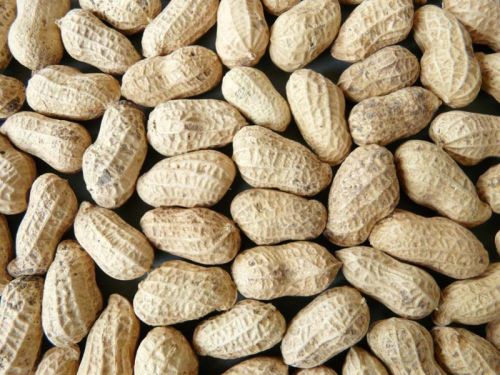 Shelled Groundnuts Form : Seeds