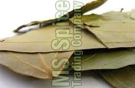 Dried Bay Leaves, Packaging Type : Jute Bag