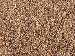 Jowar Seeds