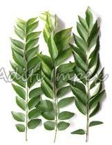 Organic Curry Leaves, Certification : FSSAI Certified