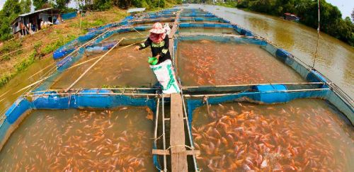 Fish Farming Services