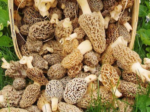 Morel Mushrooms