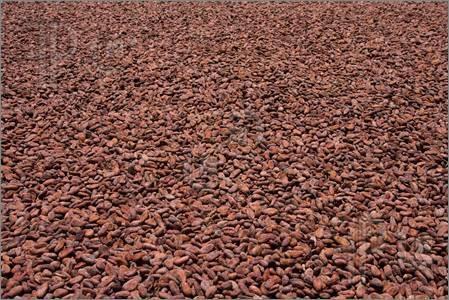Cocoa beans Form : Beans