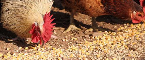 Poultry Feed, Packaging Type : Plastic Bags