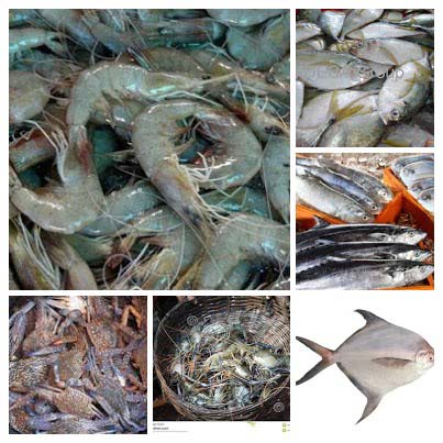 Frozen Seafood, For Cooking, Packaging Type : Disposable Box, Plastic Poly Bag